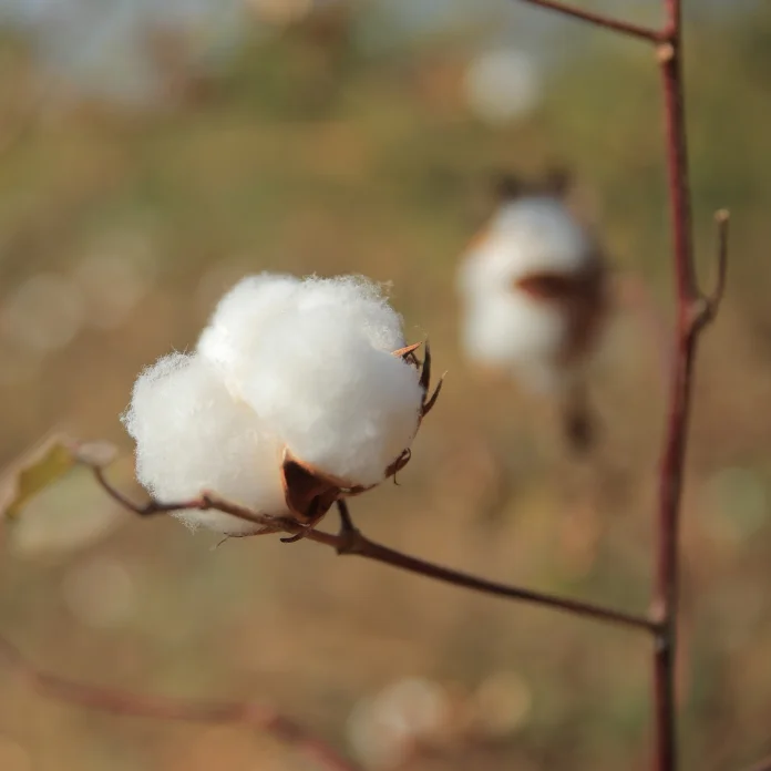 Cotton