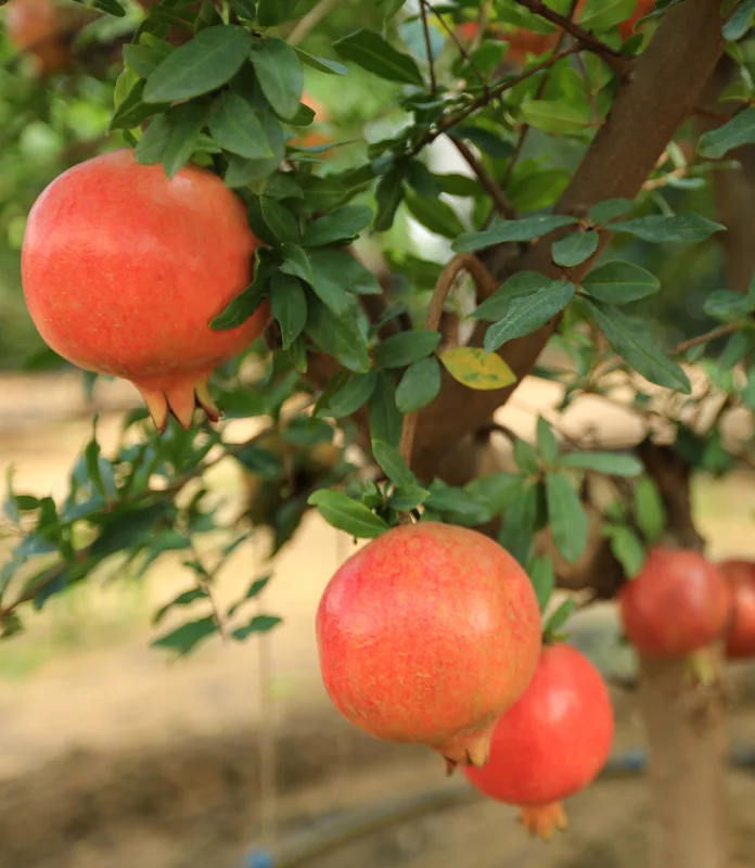 Fruits & Vegetablesses